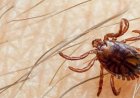 Another Congo virus patient dies in Pakistan