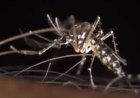 Two dengue cases reported in Lahore after drizzling
