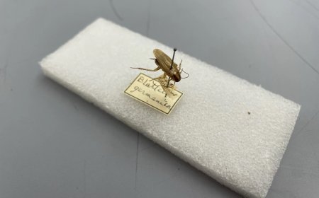 How cockroaches spread around the globe to become the pest we know today