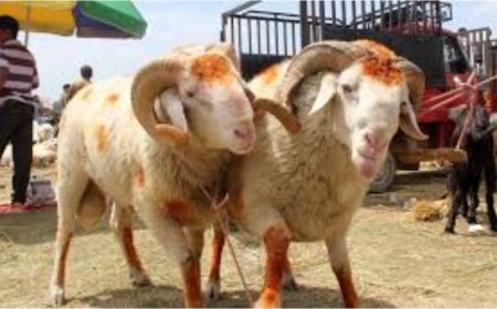 NIH warns of Congo fever spread on Eidul Azha eve