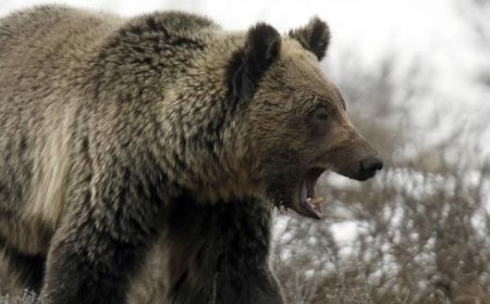 Bear kills mother of three in Balakot