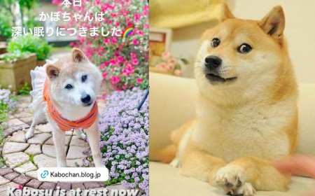 Kabosu – the famous Shiba Inu behind viral Doge Meme is no more
