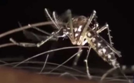 Two dengue cases reported in Lahore after drizzling