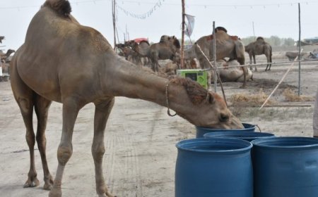 Eid-ul-Azha 2024: Over 400 camels arrive at Karachi’s cattle market