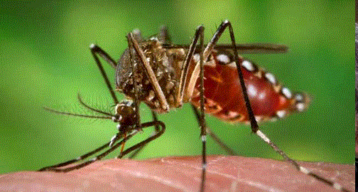 Situation of dengue reviewed