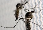 Dengue larvae found in 600 spots across Islamabad