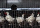 Bird flu virus's H5N2 strain claims first human life in Mexico, WHO confirms