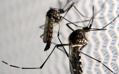 Dengue larvae found in 600 spots across Islamabad