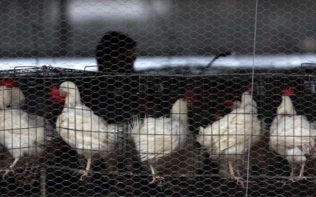 Bird flu virus's H5N2 strain claims first human life in Mexico, WHO confirms