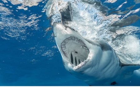 Multiple shark attacks in Florida trigger high alert