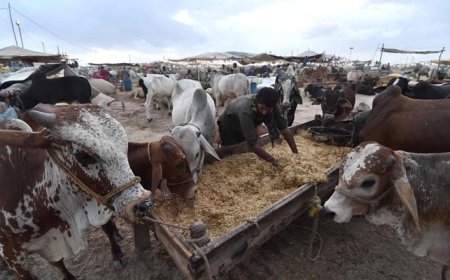 Eid ul Adha: Govt 'approves' three-day holiday