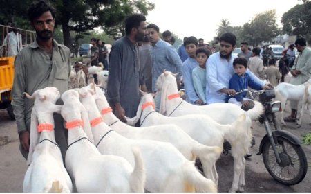 Truckload of sacrificial goats robbed in Karachi's Gulistan-e-Johar