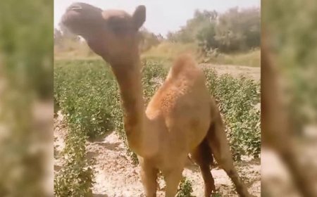 Sanghar camel to get artificial leg